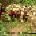 Horrifying Photos Document Recent ISIS Ambush In Northeastern Nigeria