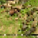 Horrifying Photos Document Recent ISIS Ambush In Northeastern Nigeria