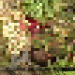 Horrifying Photos Document Recent ISIS Ambush In Northeastern Nigeria