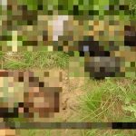 Horrifying Photos Document Recent ISIS Ambush In Northeastern Nigeria