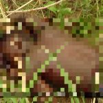 Horrifying Photos Document Recent ISIS Ambush In Northeastern Nigeria