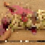 Horrifying Photos Document Recent ISIS Ambush In Northeastern Nigeria