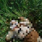 ISIS Killed Dozens Of Al-Qaeda Fighters In Mali (Photos, Video 18+) ISIS Killed Dozens Of Al-Qaeda Fighters In Mali (Photos, Video 18+)