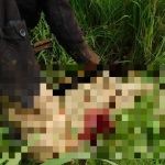 ISIS Killed Dozens Of Al-Qaeda Fighters In Mali (Photos, Video 18+) ISIS Killed Dozens Of Al-Qaeda Fighters In Mali (Photos, Video 18+)