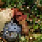 ISIS Killed Dozens Of Al-Qaeda Fighters In Mali (Photos, Video 18+) ISIS Killed Dozens Of Al-Qaeda Fighters In Mali (Photos, Video 18+)