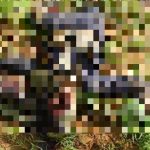 ISIS Killed Dozens Of Al-Qaeda Fighters In Mali (Photos, Video 18+) ISIS Killed Dozens Of Al-Qaeda Fighters In Mali (Photos, Video 18+)