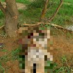 ISIS Killed Dozens Of Al-Qaeda Fighters In Mali (Photos, Video 18+) ISIS Killed Dozens Of Al-Qaeda Fighters In Mali (Photos, Video 18+)