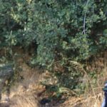 Bomb Maker Responsible For Attacks On Turkish Troops In Greater Idlib Captured By HTS (Photos) Bomb Maker Responsible For Attacks On Turkish Troops In Greater Idlib Captured By HTS (Photos)