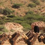 ISIS Releases Photos From Large Training Camp In Somalia