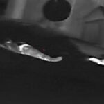 Ten Syrian Soldiers, Three Howitzers Lost In Northern Lattakia HTS Raid (Photos, Videos) Ten Syrian Soldiers, Three Howitzers Lost In Northern Lattakia HTS Raid (Photos, Videos)